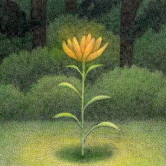 森の花